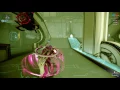 Warframe void traces farm - nezha