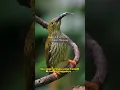 Download Lagu Pijantung Gunung | burung yang sudah dilindungi #burungkicau #shorts   #pijantung  #pijantunggacor