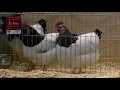 Light sussex bantam trio
