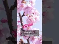 Lagu All About Sakura 日本の春の植物・桜 #shorts