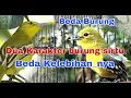 Beda burung sirtu beda Perawatan... Dua karakter burung sirtu yang berbeda