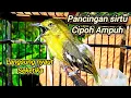 Download Lagu Pancingan sirtu agar bunyi dengan suara sirtu gacor variasi merangsang cipoh sirpu gacor