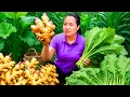 Download Lagu Panen Jahe Segar \u0026 Sawi Hijau Melimpah dari Kebun – Dijual di Pasar Pagi Desa yang Ramai