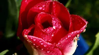 رووووعة ذكريات الاذاعة الصباحية زماااااااااان 