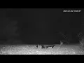 Giant Packrat Picks up Rock