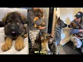 German Shepherds Meet New Puppy Brother