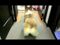 Bubble Butt Corgi Twerk