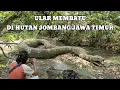 sedang heboh‼️ditemukan lagi ular membatu di hutan jombang jawa timur