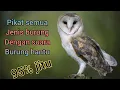 Download Lagu suara burung hantu pikat semua jenis burung kekinian