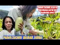Download Lagu VLOG PEDESAAN UKRAINA || PANEN ZUCHINI JUMBO DI KEBUN SENDIRI 