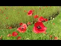 Field Poppy or Corn Poppy