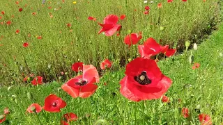 Field Poppy or Corn Poppy