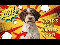Why the Lagotto Romagnolo Is Becoming the World s Most Wanted Dog