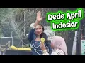 Lagu Dede April menyita perhatian warga Cirebon #dedeapril #dangdut #indosiar #videoviral 