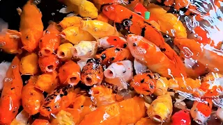Cá Vàng Bơi Trong Bể Nước - Nhạc Thiếu Nhi Vui Nhộn