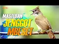 Lagu CUCAK JENGGOT GACOR MASTERAN BESETAN BURUNG KICAU