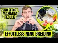 FULLY AUTOMATE Nano Fish Breeding with Our EGG COLLECTOR Scapefin