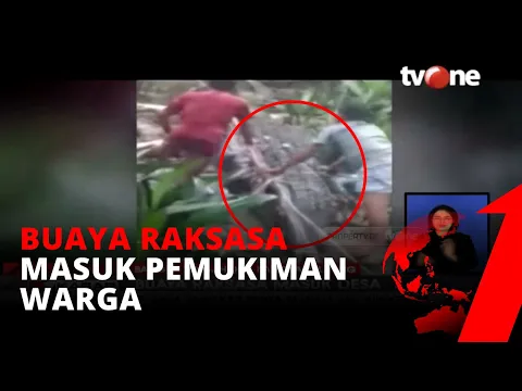 Buaya Raksasa Sepanjang Lebih Dari Lima Meter Masuk ke Dalam Desa di bangka Tengah | tvOne