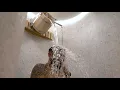 Aztec Spa Drench Bucket