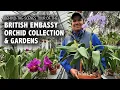 Behind-the-Scenes Tour of the British Embassy Orchid Collection Gardens in Washington D C