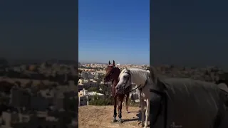 بيتا كما بيت الرسول سنصنع 