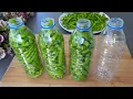 Download Lagu Zonder invriezen! Zonder koken! Ik kan paprika's 12 maanden bewaren zonder dat ze bederven!