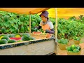Download Lagu Harvest Watermelons To Sell At The Market, Make A Wooden Table For Preparing Food In The New Kitchen