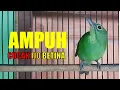 Download Lagu Suara CUCAK IJO BETINA memancing Cucak ijo JANTAN Agar GACOR