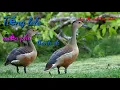 Tiếng Chim Le Le Mới Nhất cho những người đánh lưới đêm ( Miễn Phí ) | Chia Sẻ Cách Bẫy Chim Hay