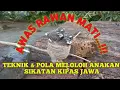 Download Lagu Cara Meloloh Anakan Sikatan Kipas // Sikatan Jawa // Umur 10 Hari Sampai Makan Sendiri