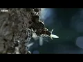 Giant Hornets Massacre Yellow Hornets | Buddha Bees and The Giant Hornet Queen | BBC Earth