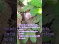 Download Lagu 👉 Mimosa pudica (Scientific)👉 Touch-Me-Not plant (Common)