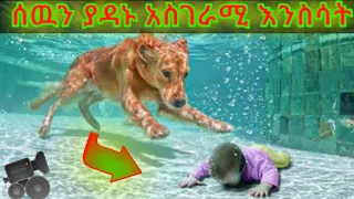 5 hero animals that seved human peaple