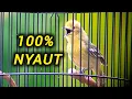 Download Lagu Pancingan Sirtu Cipoh Cipow FULL VARIASI ampuh merangsang sirpu lain ikut gacor seketika..