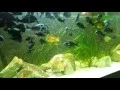 Download Lagu Tropheus Duboisi Maswa in my 720 Liter Aquarium