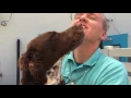 Happy Pets Palace - Award Winning Dog Boarding in Mesa AZ