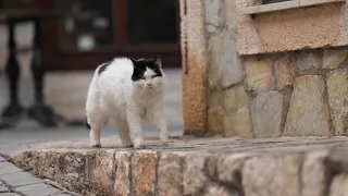 Podcast: Should I rescue that cat in my neighborhood?