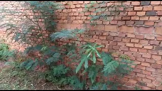                     دندنها