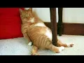 Orange cats behavior Funny Cat s 2024