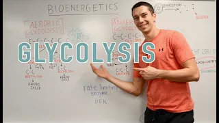Glycolysis Explained Aerobic vs Anaerobic Pyruvate Gluconeogenesis