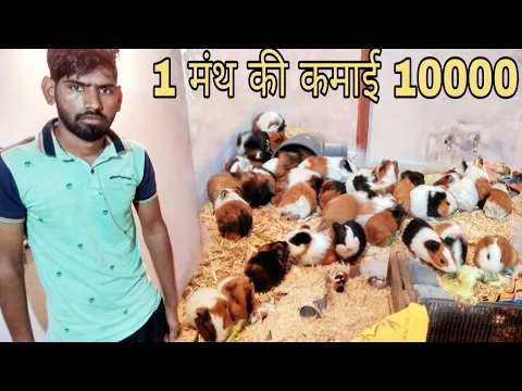 Download MP3 Guinea pig farm | guinea pig farming in India | information for guinea pig