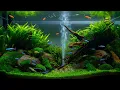 Download Lagu Underwater Paradise | Relaxing Aquarium with Neon Tetra Fish \u0026 Lush Aquascape 🐠✨