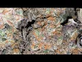 Indoor grow 2024 Humboldt All Gas OG