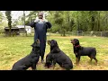 FEEDING ROTTWEILERS RAW MEAT GIZZARDS CHICKEN FEET