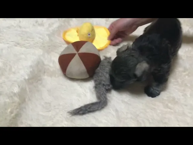 動画