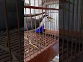 #burungruwakruwak #suaraburungruakruak #animals #hewan #suaraburungruakruakjantan