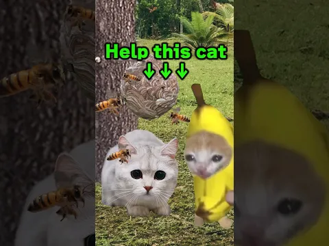 The Story of Banana Cat😹🍌｜Danger of bees🐝