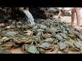 Download Lagu Lobster And Cancer Are Exploding, Xiao Zhang Exclaimed That It's Too Satisfying