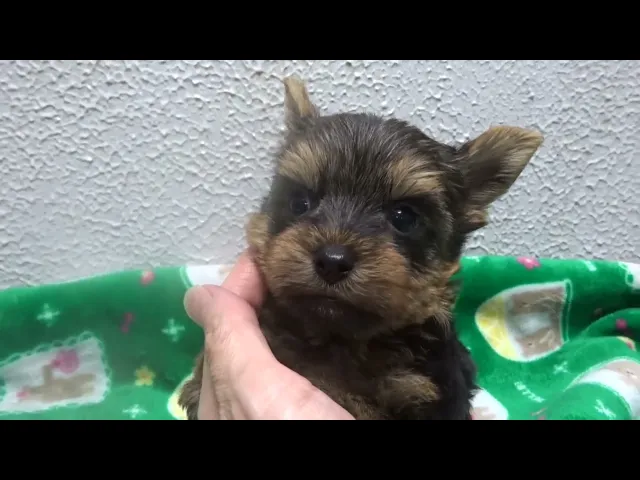 動画