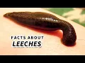 Download Lagu Leech Facts: BLOOD SUCKER | Animal Fact Files